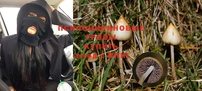 как найти закладки  Приморско-Ахтарск  Псилоцибиновые грибы Psilocybe 